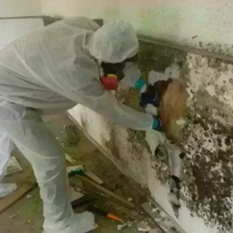 Mold Remediation and Removal in Pittsfield, ME